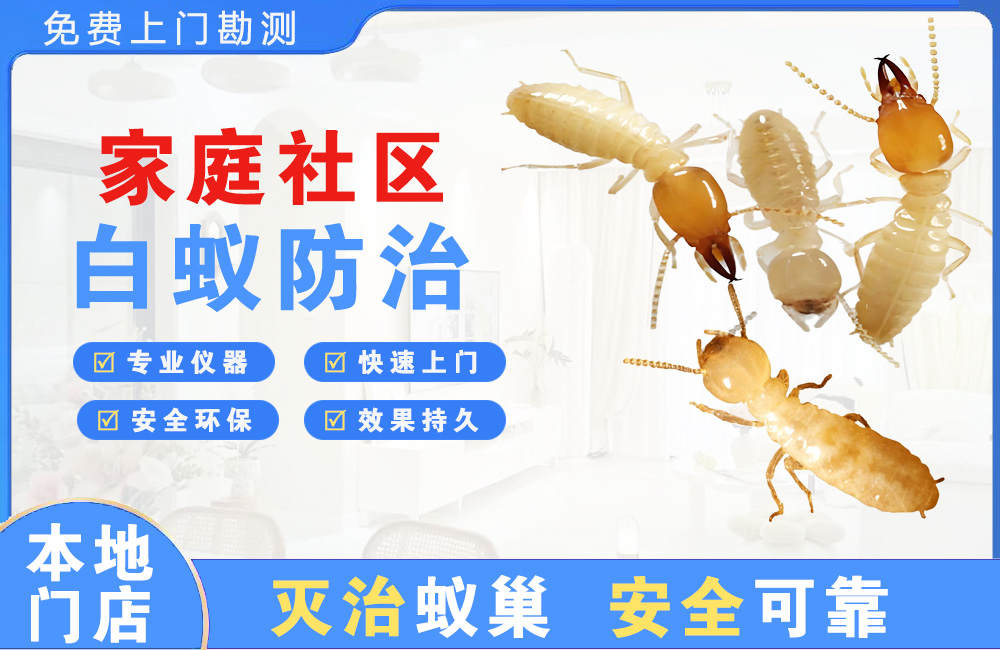 儋州家庭社区白蚁防治