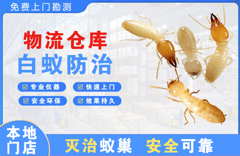 儋州物流仓库白蚁防治