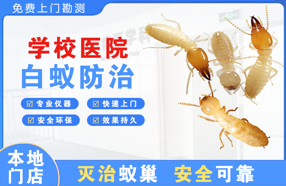 儋州学校医院白蚁防治