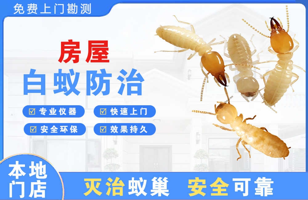 儋州房屋白蚁防治
