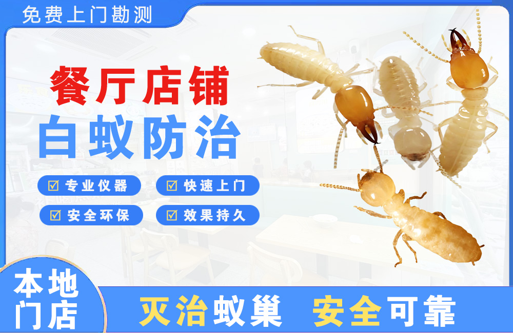 儋州餐厅店铺白蚁防治